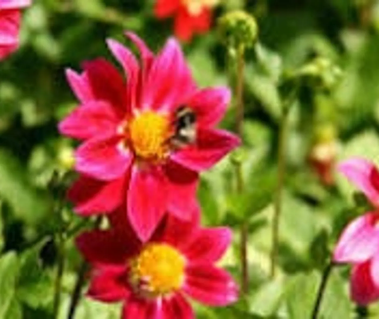 Our Burgers in Action - Gallery Image 3